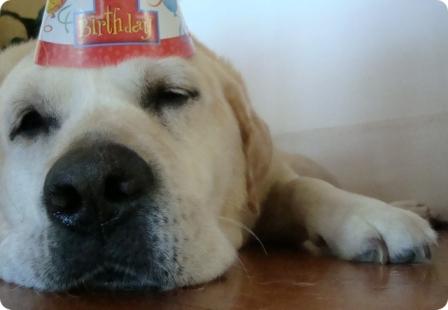 Dog Birthday Parties